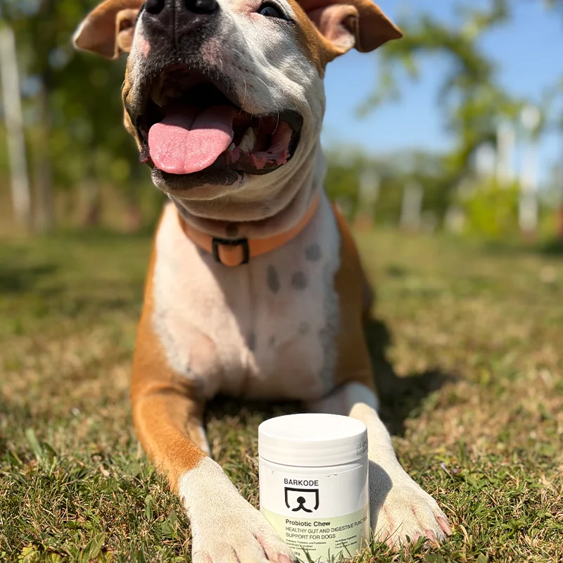 Happy dog lying on the grass behind a jar of Probiotic Chew
