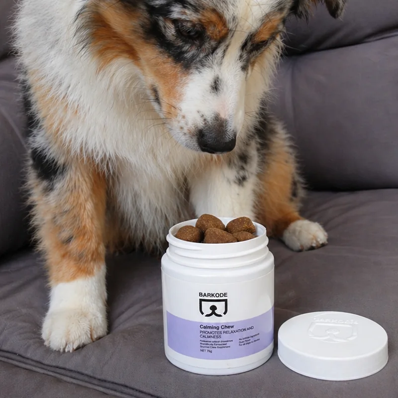 Australian shepherd looking into an open jar of Calming Chew