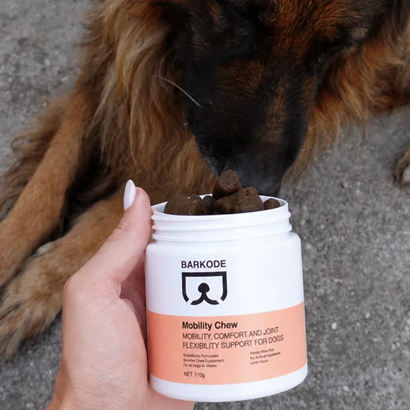 German shepherd sniffing an open jar of Mobility Chew