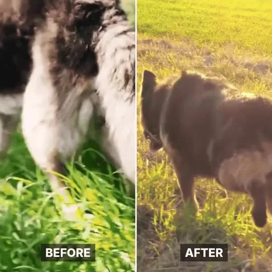 Photo of the same dog before and after