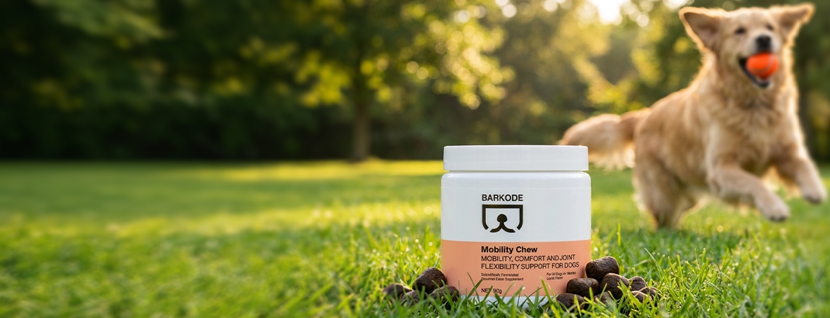An active dog running across a meadow beside a jar of BARKODE Mobility Chew