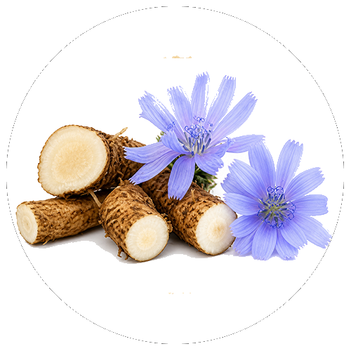 Chicory root