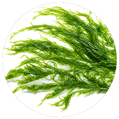 Algae (mineral source)